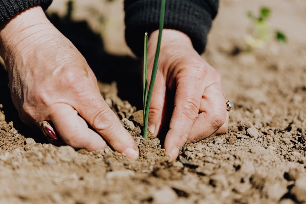 Man planting a plant in the ground